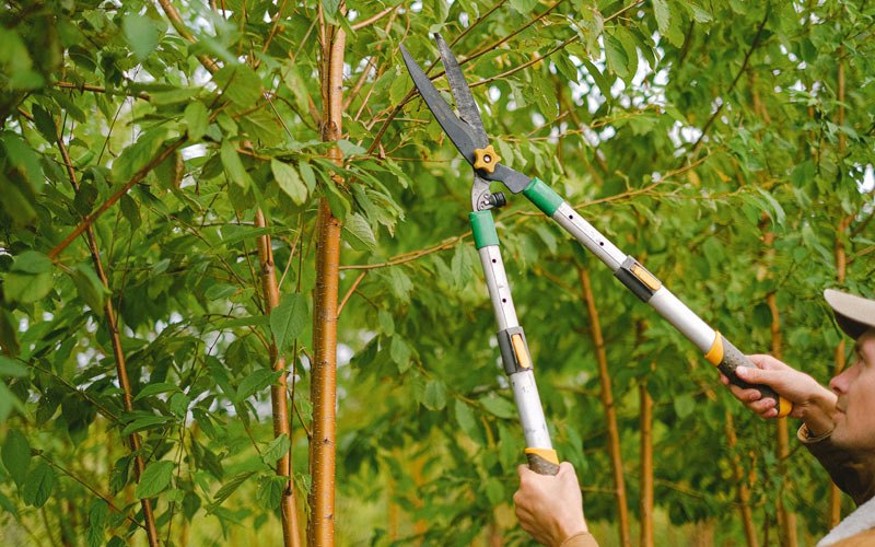 Tree trimming in Drummond, MT